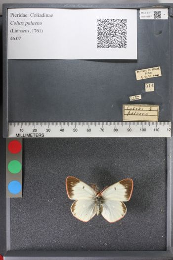 Media type: image;   Entomology 118967